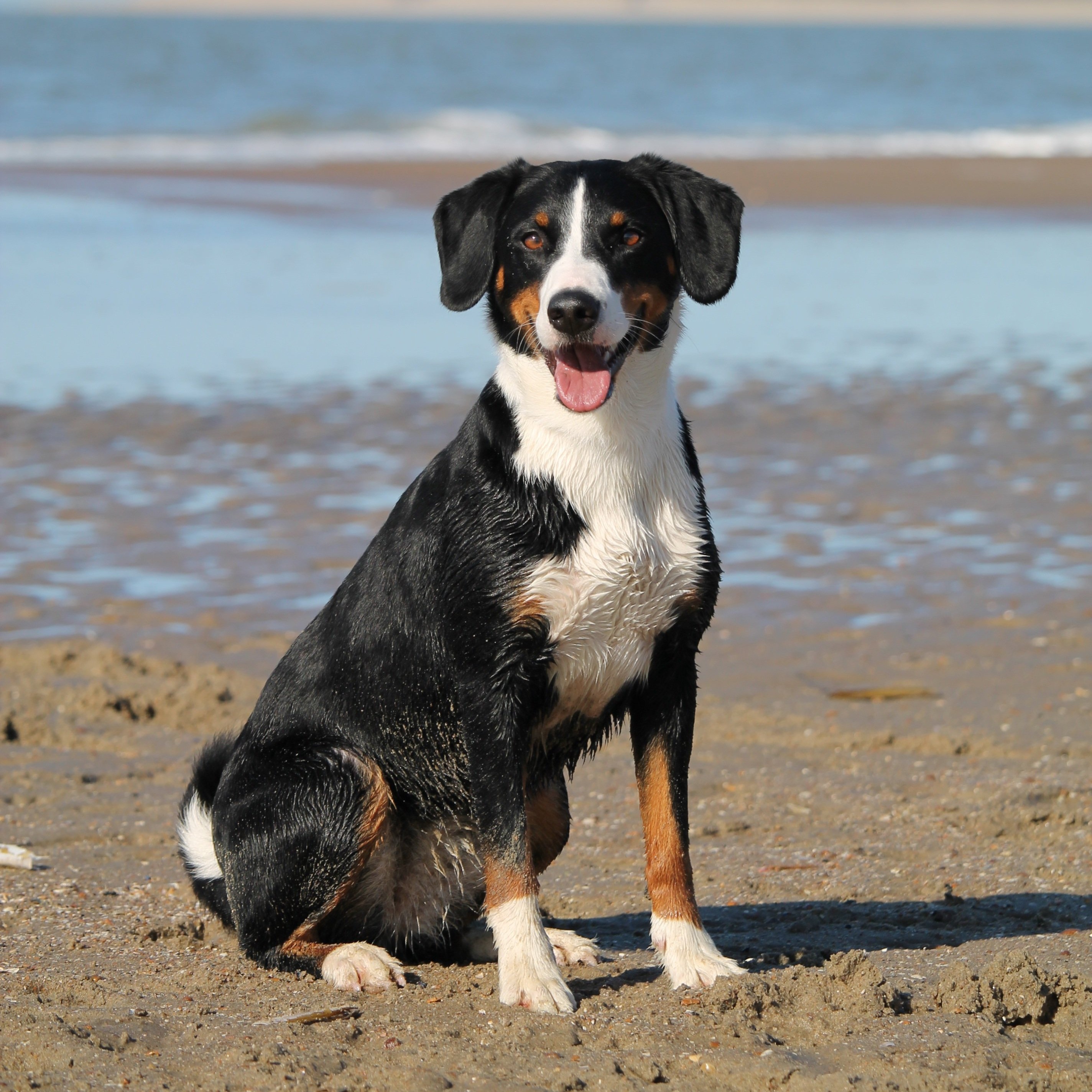 Hundewochenende im Feriendorf Schilling