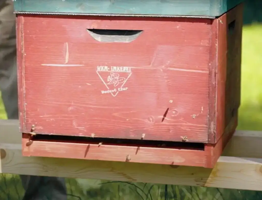 Nahaufnahme eines Bienenstocks der Pfennigparade